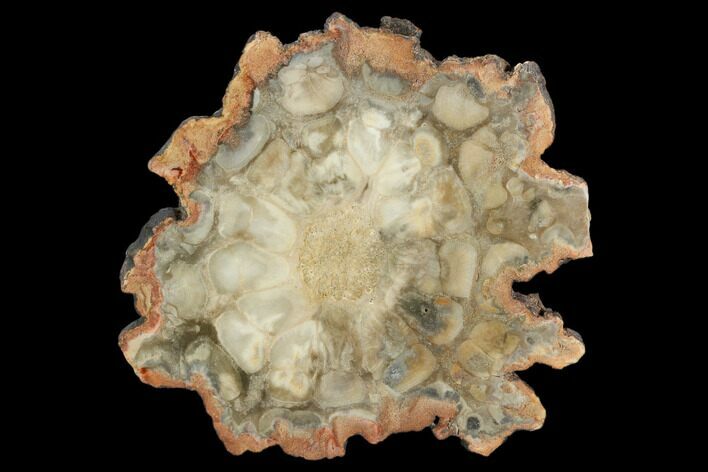 Petrified Seed Fern (Rhexoxylon) Slab - Zimbabwe #124228